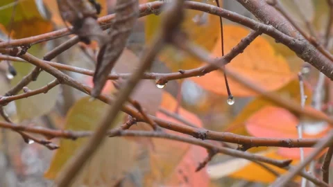 Dew On Cherry Branches During Fog in Autumn Stock Footage 248205378