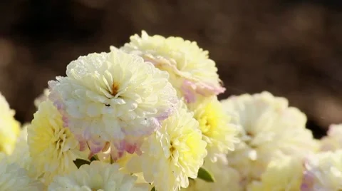 Dew on the chrysanthemums Stock Footage 8766643