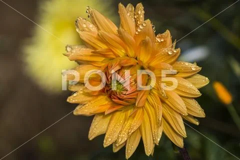 Dew clings to the petals of a yellow dahlia blossom Stock Photos