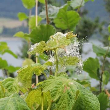 Dew Clings to a Spider Web Stock Photos