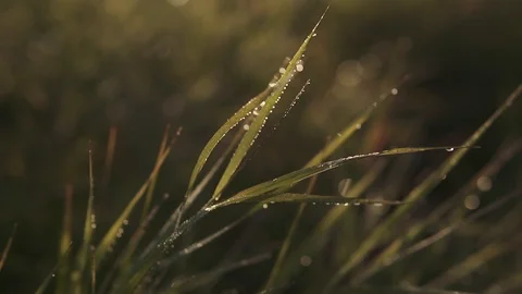 Dew close-up on the grass at sunset. Stock Footage 94185043