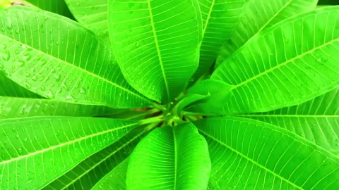 Dew on Close up green leaves on trees branch. Stock Footage 169246237