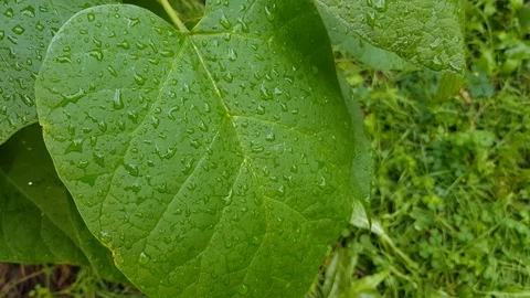 Dew on close-up leaves Stock Footage 99935231