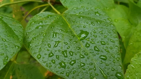 Dew on close-up leaves Stock Footage 100637482
