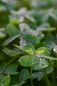  Dew on the clovers at sunset Stock Photos