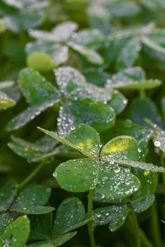  Dew on the clovers at sunset Stock Photos