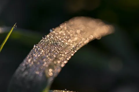  Dew on the clovers at sunset Stock Photos