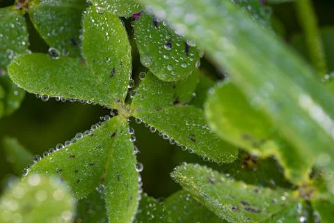  Dew on the clovers at sunset Stock Photos