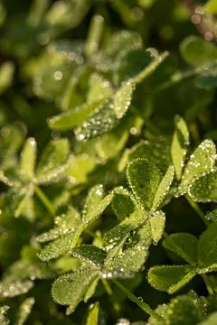  Dew on the clovers at sunset Stock Photos