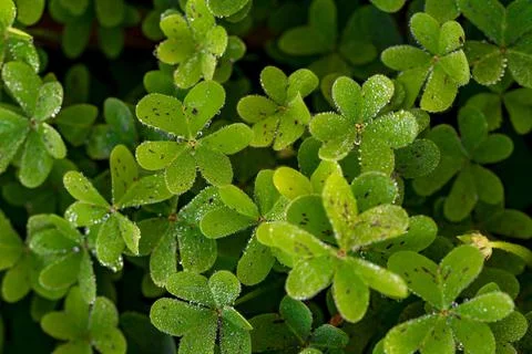  Dew on the clovers at sunset Stock Photos