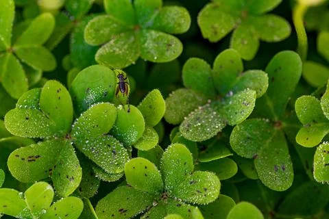  Dew on the clovers at sunset Stock Photos