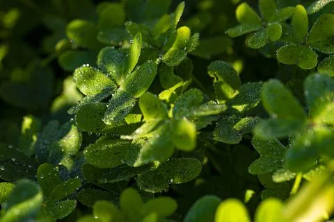  Dew on the clovers at sunset Stock Photos