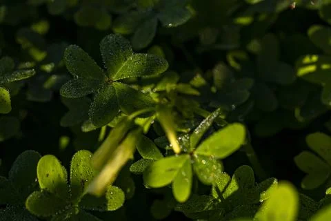  Dew on the clovers at sunset Stock Photos