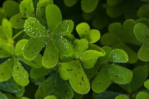  Dew on the clovers at sunset Stock Photos