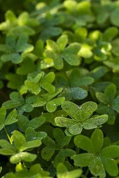  Dew on the clovers at sunset Stock Photos