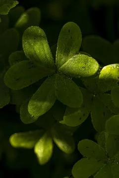  Dew on the clovers at sunset Stock Photos