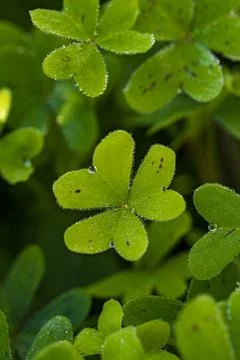  Dew on the clovers at sunset Stock Photos