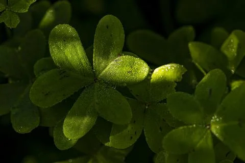 Dew on the clovers at sunset Stock Photos