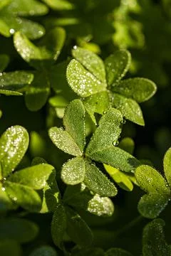  Dew on the clovers at sunset Stock Photos