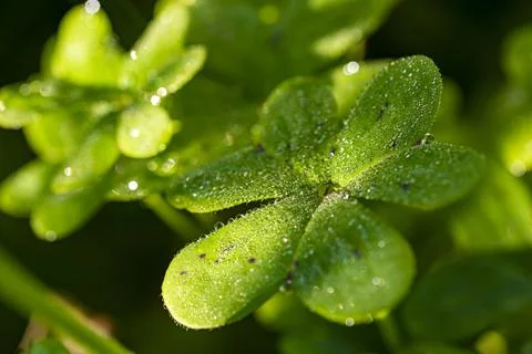  Dew on the clovers at sunset Stock Photos