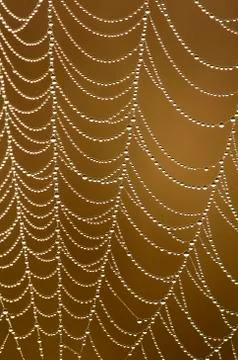 Dew-coated orb spider web, Okanagan Valley, southern British Columbia, Canada Stock Photos