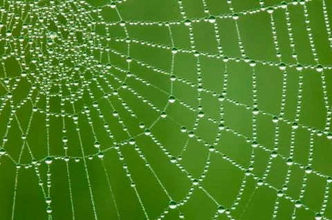 Dew-coated orb spider web, Okanagan Valley, southern British Columbia, Canada Stock Photos