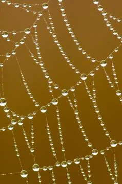 Dew-coated orb spider web, Okanagan Valley, southern British Columbia, Canada Stock Photos