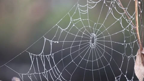 Dew Coated Spiders Web, UK Stock Footage 221336178