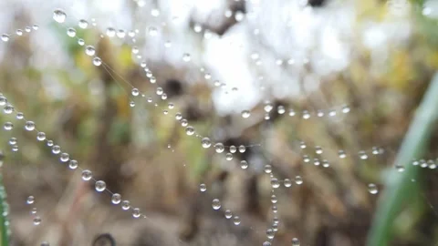 Dew on cobweb on blurred background of plants in the autumn Stock Footage 247245751