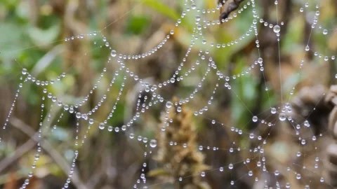 Dew on cobweb on blurred background of plants in the autumn Stock Footage 247245978