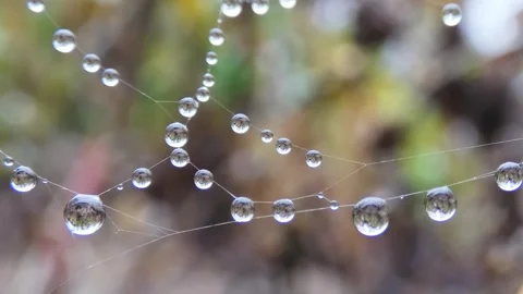 Dew on cobweb on blurred background of plants in the autumn Stock Footage 247246239