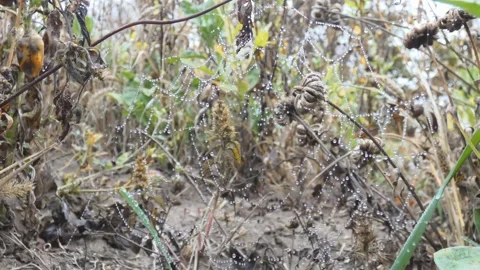 Dew on cobweb on blurred background of plants in the autumn Stock Footage 247246662