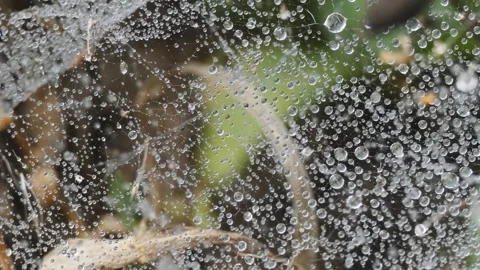 Dew on cobweb on blurred background of plants in the autumn Stock Footage 247247030