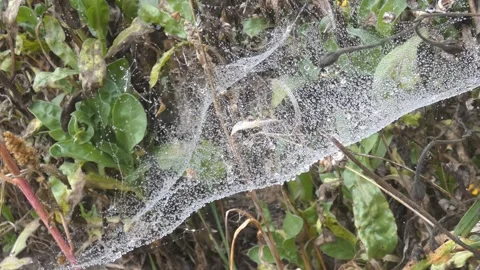 Dew on cobweb on blurred background of plants in the autumn Stock Footage 247247788