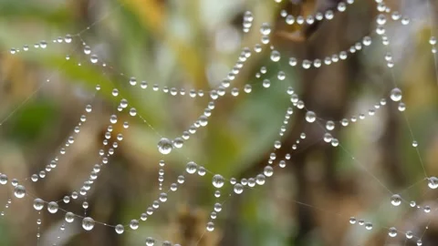 Dew on cobweb on blurred background of plants in the autumn Stock Footage 247248319
