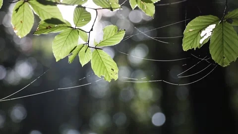 Dew on the cobweb in the forest Stock Footage 231909088