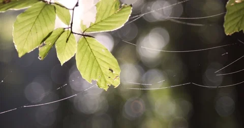 Dew on the cobweb in morning forest 스톡 동영상 95776923