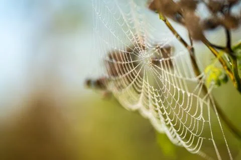 Dew on a cobweb Stock Photos
