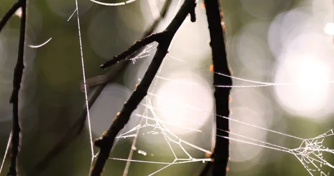 Dew on the cobweb in the sunny forest Видео 95552446