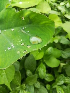 The dew on the Colocasia leaf Stock Photos