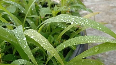 Dew Comes Stock Footage 245440416