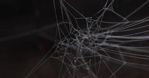 Dew on the copweb in woods Stock-Footage 231909095