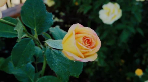Dew coverd rose Stock-Footage 910414