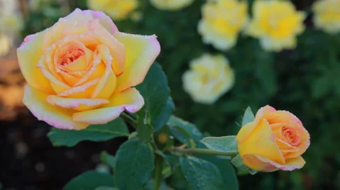 Dew coverd roses Video stock 911387