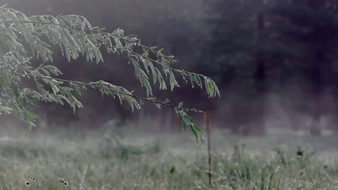 Dew Covered Branch in front of Misty Grass Meadow Stock Footage 83210960