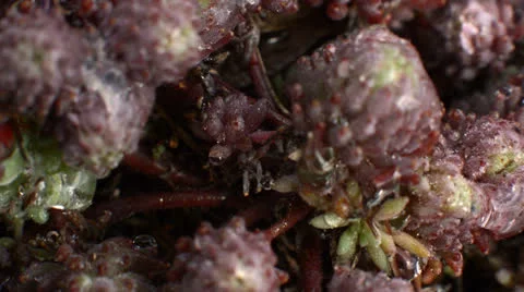 Dew covered bud tilt up Stock Footage 24821184