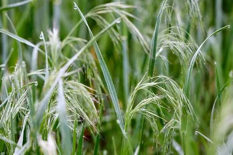 Dew-covered cheatgrass Bromus tectorum grows in spring meadow. Downy brome .. 스톡 사진