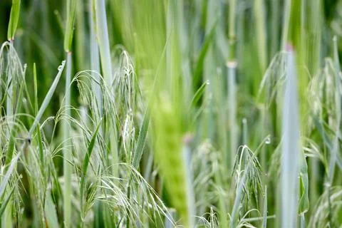 Dew-covered cheatgrass (Bromus tectorum) grows in spring meadow. Downy brome Stock-Fotos
