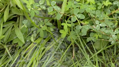 Dew-Covered Clover and Grasses Beside a Water Source Stock Footage 301045504