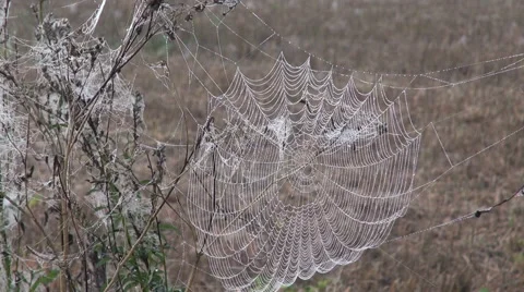 Dew covered cobweb Stock Footage 67665086
